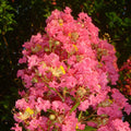 Tuscarora Crape Myrtle Seeds - 20 Perennial Flower Seeds - Lagerstroemia indica - US Seller