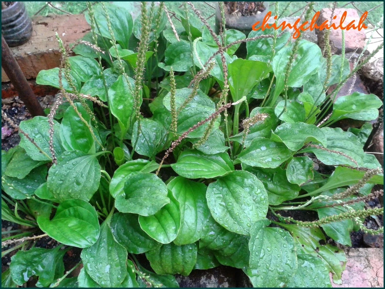 Live Plant Set of 3 - Plantago Major - Edible Herbal Perennial - Fresh Rooted Plants for Garden - Allergy Relief Benefits