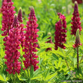 Gallery Red Lupine Seeds - 25+ Pack for Garden Planting - Lupinus polyphyllus - USA Grown, Free Shipping
