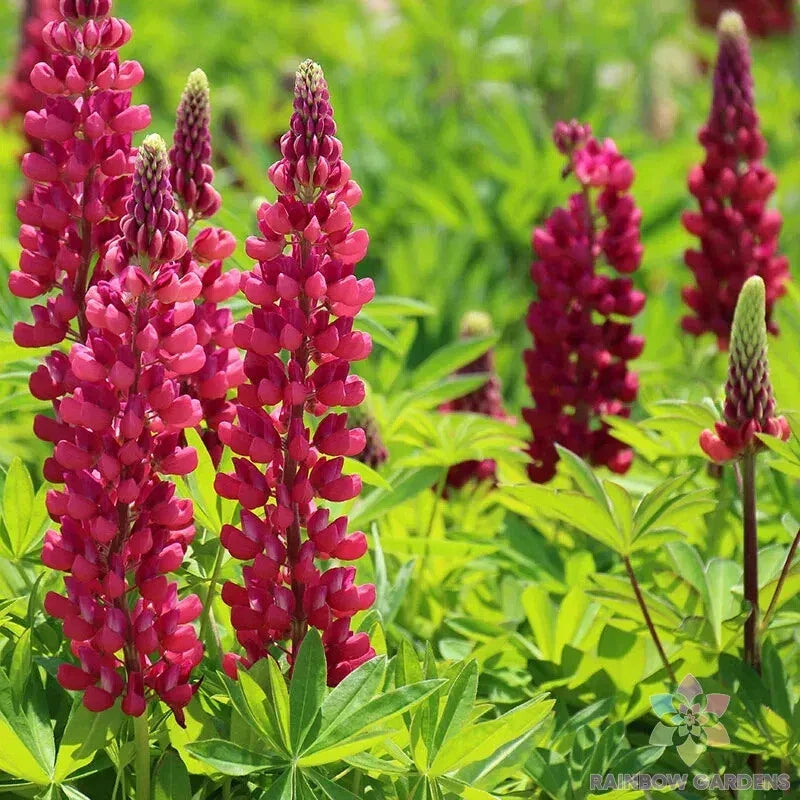 Gallery Red Lupine Seeds - 25+ Pack for Garden Planting - Lupinus polyphyllus - USA Grown, Free Shipping