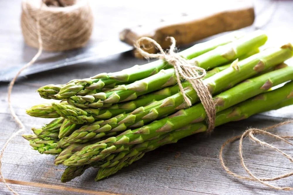 Jersey Knight Asparagus Bare Root Plants - 2yr Crowns - Easy to Grow - Asparagus officinalis