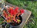 Crassula 'Campfire' Succulent Cuttings - 3 Healthy Pieces - Colorful Red & Green Foliage - Ideal for Indoor Gardening