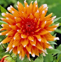 Dahlia Tuber 'Color Spectacle' Orange/White Tips Live Plant - Dahlia Cactus Variety 8-10" Blooms, Full Sun, Award-Winning