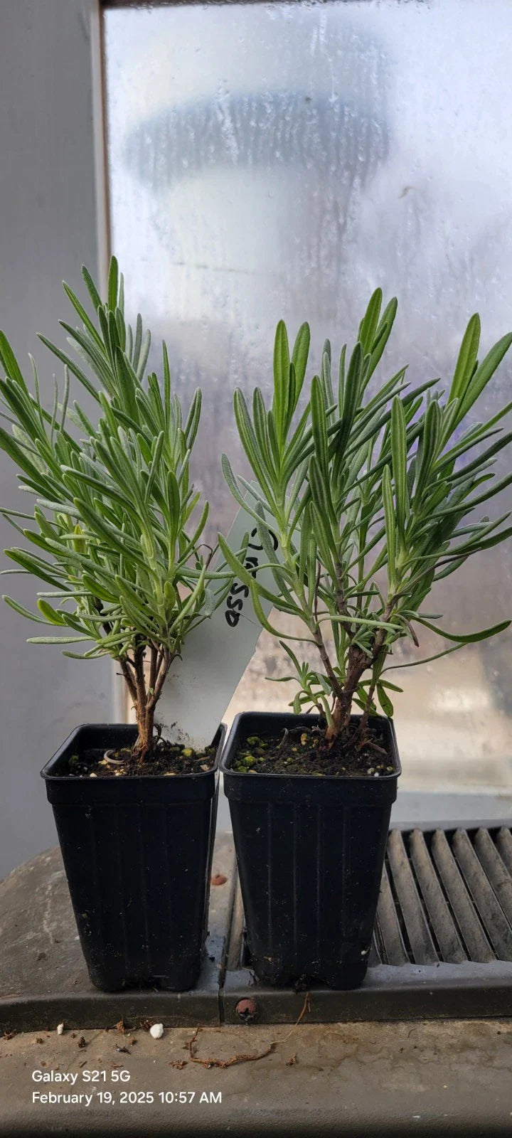 Lavender Grosso Live Plants, 3" Pots, Aromatic Herb, Well Rooted, Spa Plants, Lavandula angustifolia