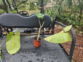 Philodendron Red Emerald Cutting - Large Matured Rooted - 5" Pot - Tropical Houseplant