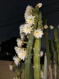 Columnar Cactus Cutting 11” x 2.5” | Succulent Plant | Perfect for Indoor Decor | Cactaceae Family