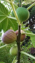 Hardy Fig Tree Cuttings - Easy Fast Growing Fruiting - Self Fertile - Ficus carica (4)
