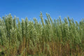 Privacy Trees for Planting | Fast Growing Aussie Willow | Natural Privacy Screen | Salix babylonica