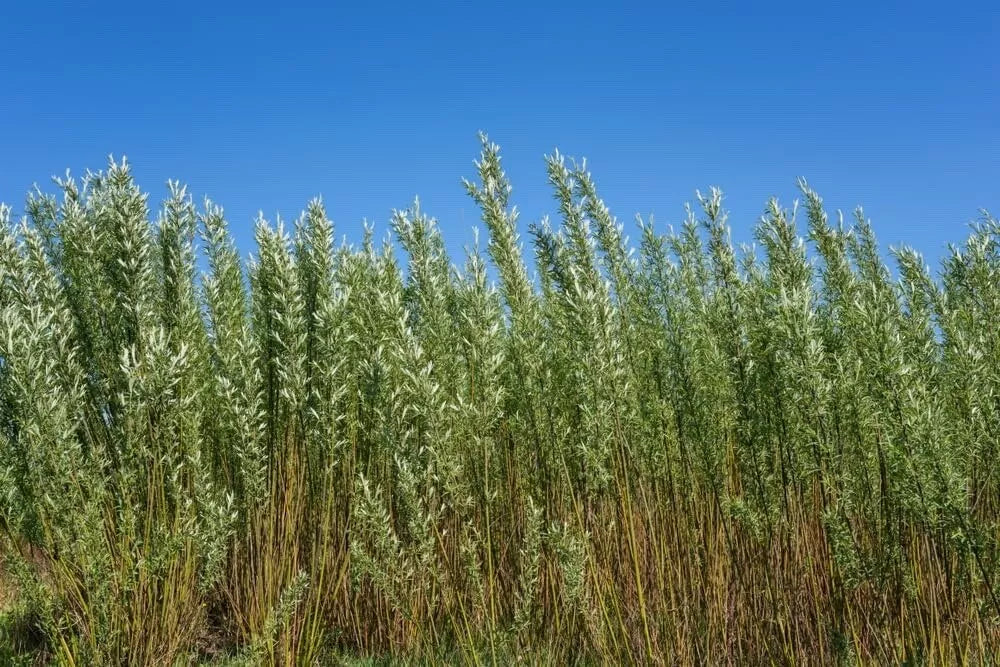 Privacy Trees for Planting | Fast Growing Aussie Willow | Natural Privacy Screen | Salix babylonica