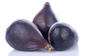 LSU Gold Fig Seeds - 100+ Count - Premium Garden Seeds - Ficus carica - USA