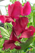 Sweet Pea Seeds - 50+ Pack - Mark Williams Variety - Lathyrus odoratus - USA Grown