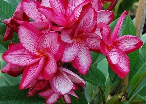 Plumeria Seeds - 5 Pink White Hawaiian Flower Lei - Perennial Flowers - Plumeria spp.