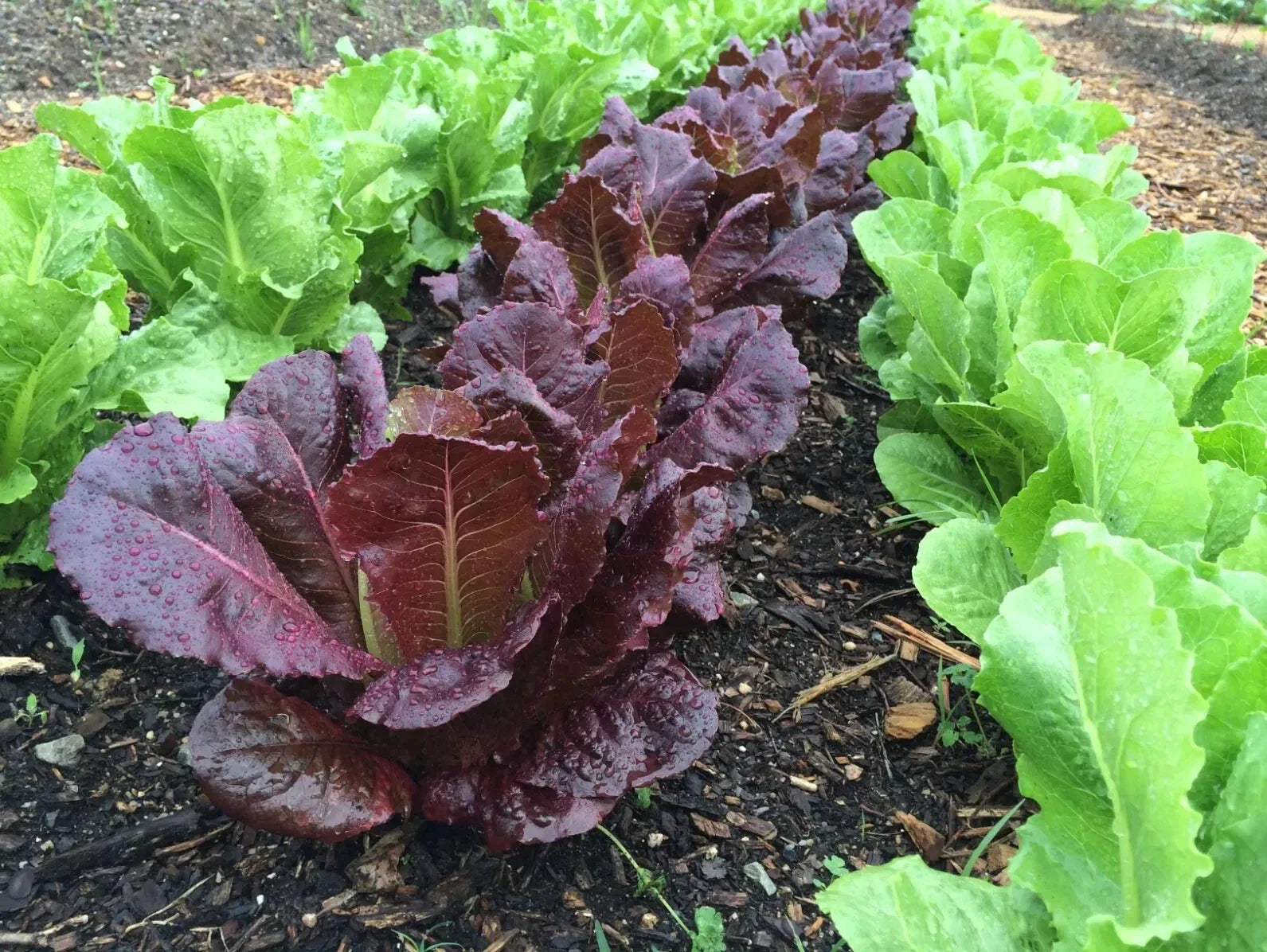 Red Romaine Lettuce Seeds - 500+ Heirloom Organic Non-GMO - Ideal for Home Gardens (Lactuca sativa)