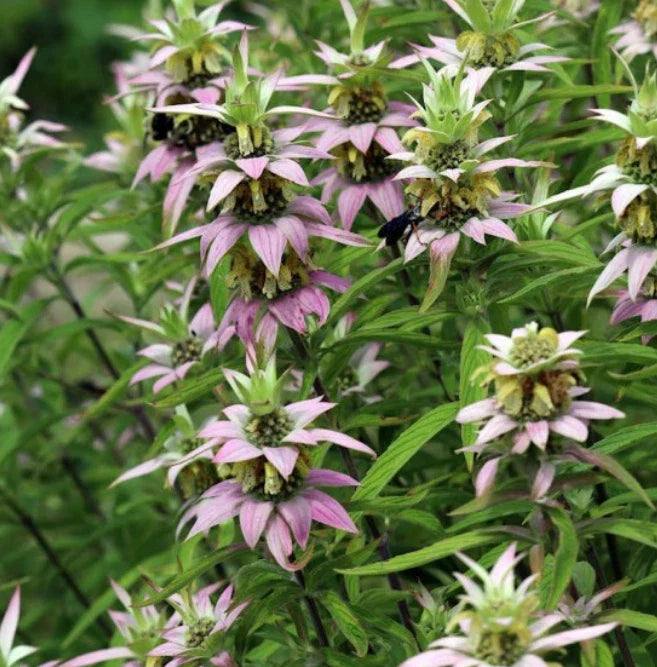 Bee Balm Seeds - 300 Non-GMO Spotted Variety for Pollinators - Attract Bees & Hummingbirds (Monarda punctata)
