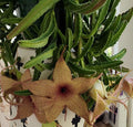 Stapelia Gigantea Cuttings | Starfish Carrion Plant Succulent | 12" Flowers | Unique Indoor Plant Decor