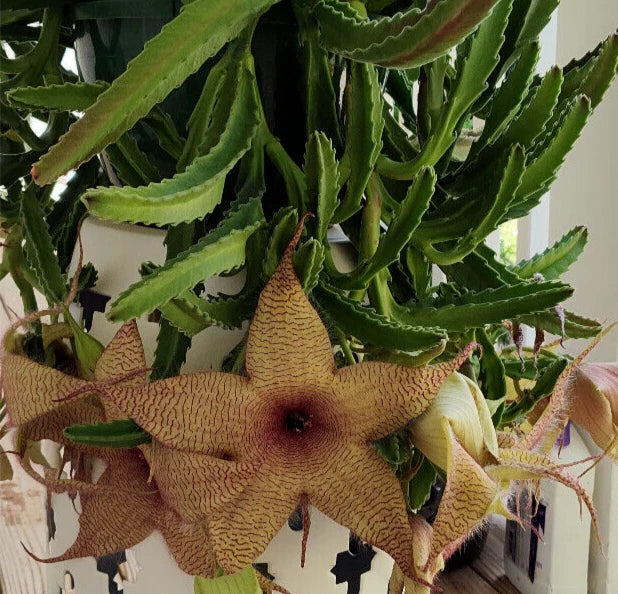 Stapelia Gigantea Cuttings | Starfish Carrion Plant Succulent | 12" Flowers | Unique Indoor Plant Decor