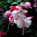 Lantern Plant Seeds - 32 Count - Physalis Alkekengi Mix - Unique Succulent Variety for Garden and Home Decor