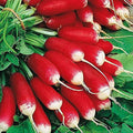 French Breakfast Radish Seeds | Heirloom Non-GMO | Fast Growing | Raphanus sativus