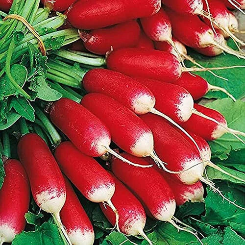 French Breakfast Radish Seeds | Heirloom Non-GMO | Fast Growing | Raphanus sativus