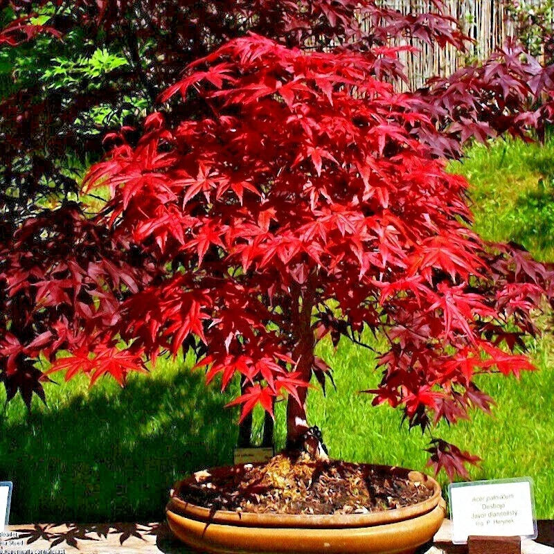Red Japanese Maple Tree Seeds - 20 Pack, Cold Hardy Bonsai Plant, Palmatum atropurpureum