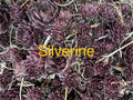 Silverine Hens and Chicks Succulents - 10 Live Plants Sempervivum - Hardy Perennials for Zones 4-8 - Ideal for Gardens and Pots