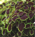 Coleus Seeds - 10 Rare Chocolate Mint Seeds - Vibrant Foliage, Great for Gardens (Plectranthus scutellarioides)