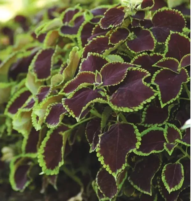 Coleus Seeds - 10 Rare Chocolate Mint Seeds - Vibrant Foliage, Great for Gardens (Plectranthus scutellarioides)
