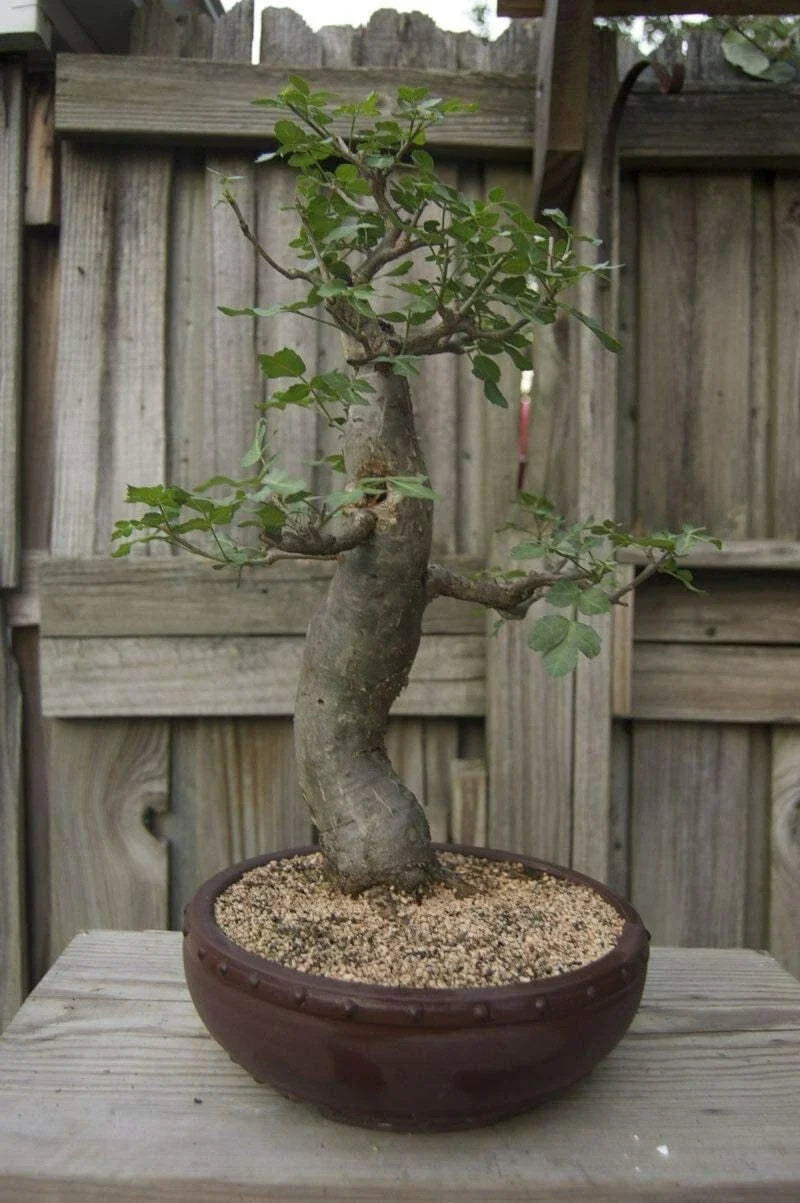 Baobab Bonsai Tree Seeds - 5 Seeds - Adansonia Digitata - Highly Prized Exotic Tree for Gardening