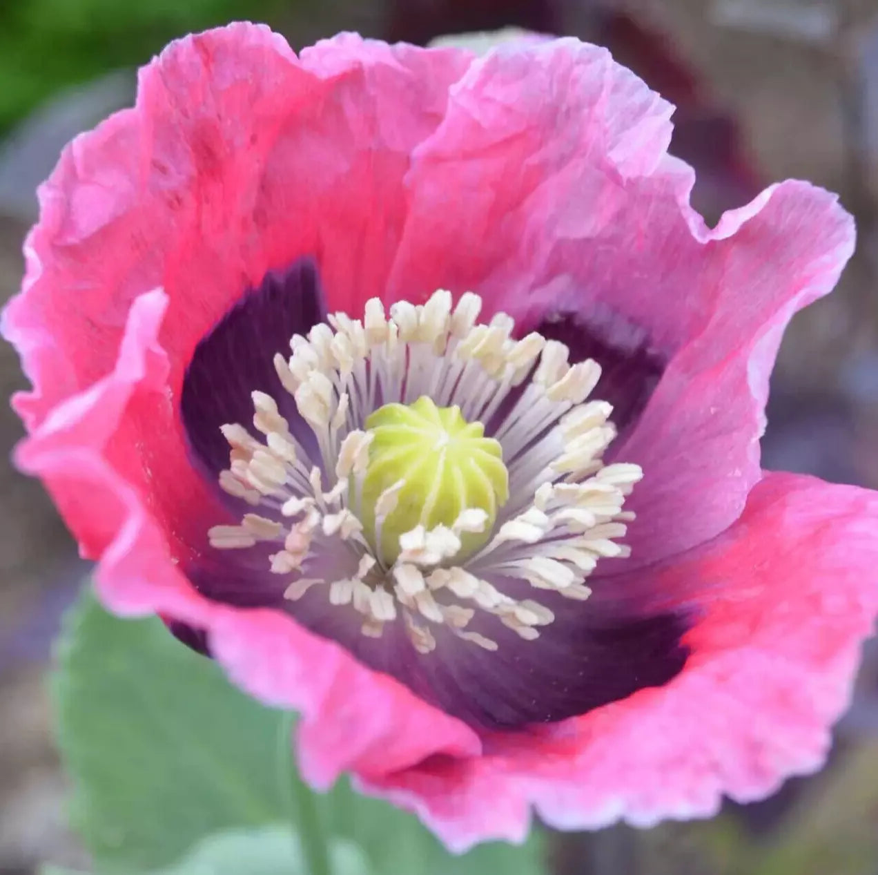 Pepperbox Poppy Seeds 500+ Annual Flower Pink Red Papaver somniferum