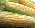 Sweet Corn Seed - Latte Variety - Fresh Non-GMO Seeds - Zea mays