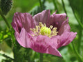 Giant Purple Poppy Flower Seeds - 100 Heirloom Seeds - Papaver somniferum