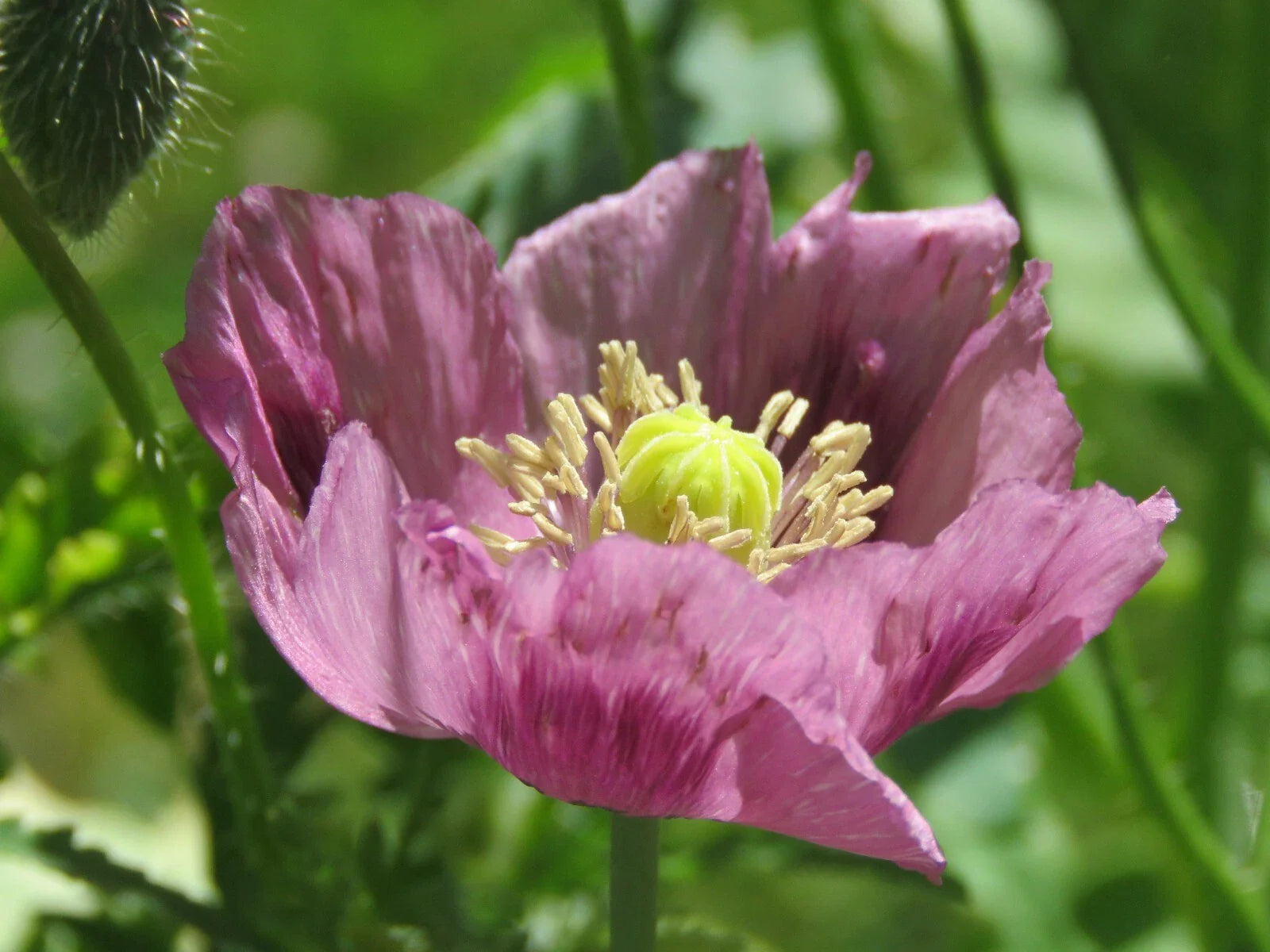 Giant Purple Poppy Flower Seeds - 100 Heirloom Seeds - Papaver somniferum