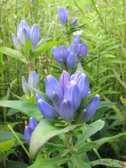 Bottle Gentian Flower Seeds - 100 Seeds - Gentiana andrewsii - Blue Perennial Wildflower for Planting