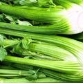 Tall Utah Celery Seeds | NON-GMO Heirloom Seeds | Fresh Garden Seeds | Apium graveolens