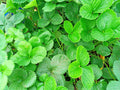 Strawberry Runner Live Plant 1 Gallon Pot Fast Spreading Fragaria × ananassa