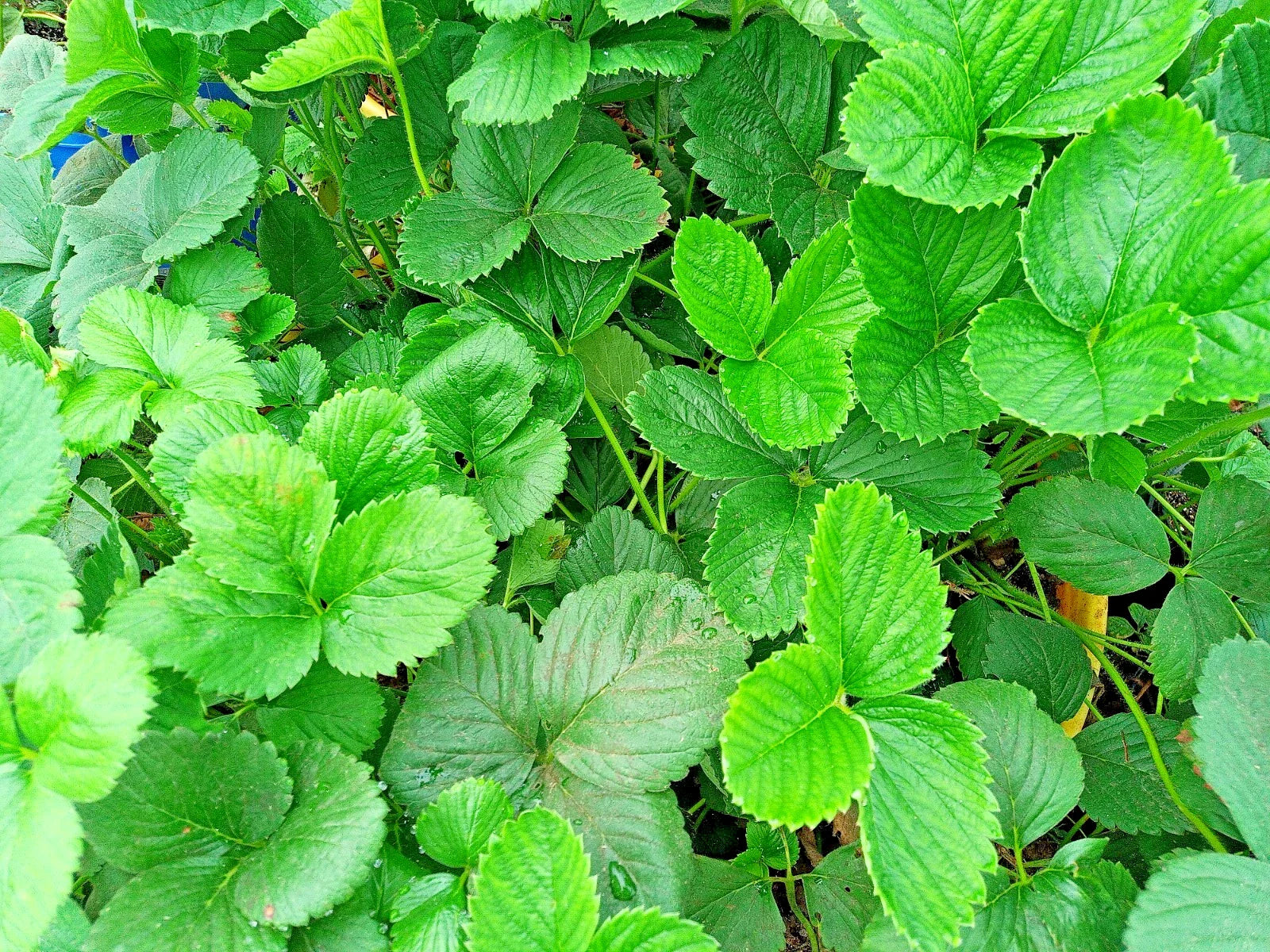 Strawberry Runner Live Plant 1 Gallon Pot Fast Spreading Fragaria × ananassa
