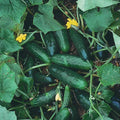 Marketmore 76 Cucumber Seeds, Non-GMO, Heirloom Variety, Organic Cucumis sativus, Multiple Sizes Available
