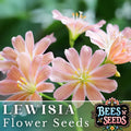 Peach Lewisia Seeds - 35 or 100 Non-GMO Flower Seeds - Hardy Lewisia cotyledon for Garden Planting
