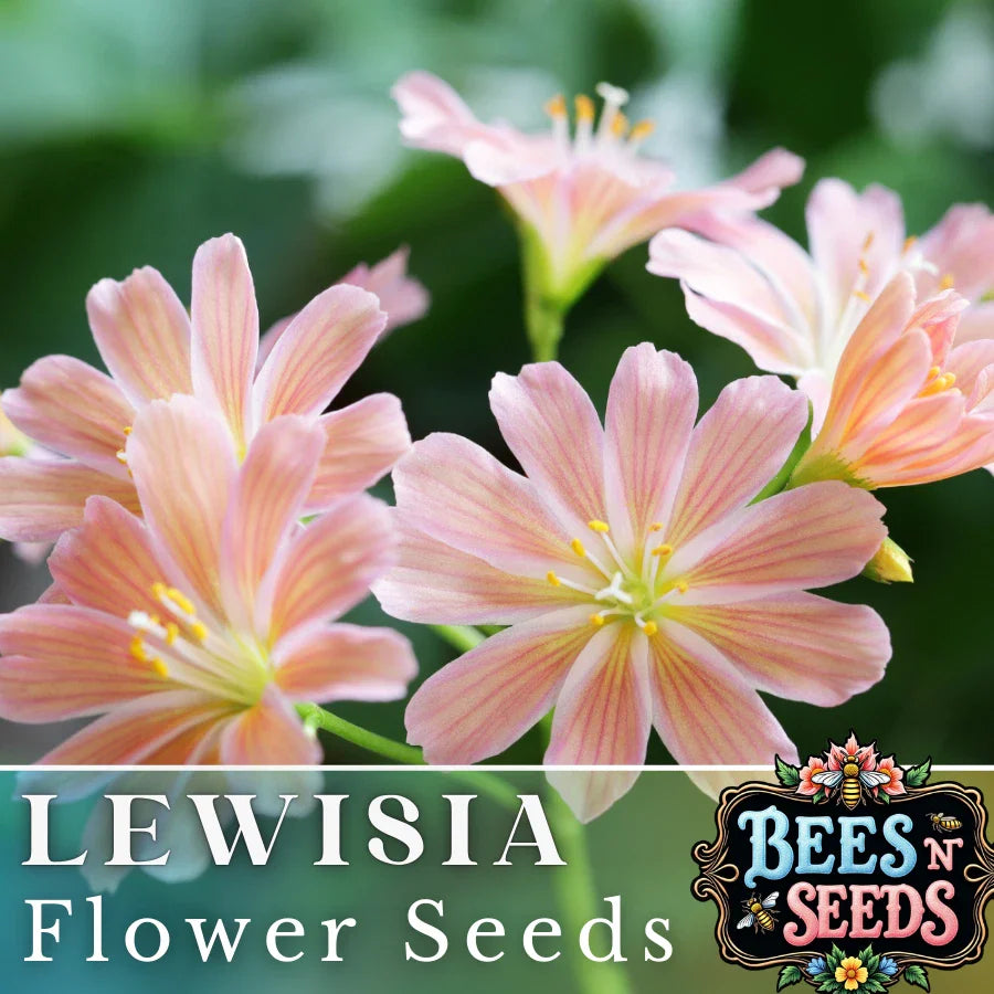 Peach Lewisia Seeds - 35 or 100 Non-GMO Flower Seeds - Hardy Lewisia cotyledon for Garden Planting