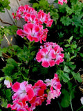 Geranium Live Plant 12" Tall Reddish Pink and Maroon Perennial in 3" Pot (Pelargonium)