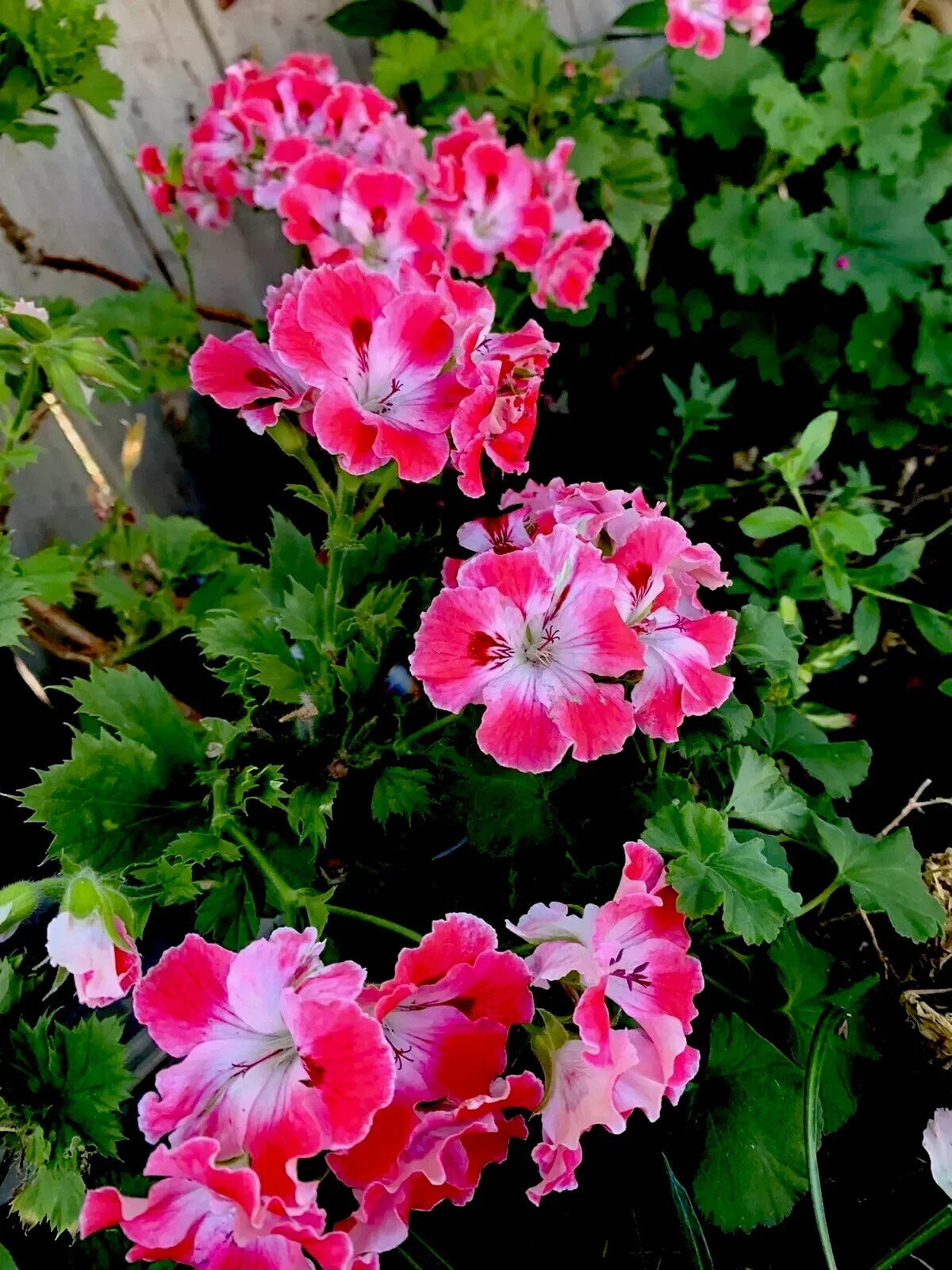 Geranium Live Plant 12" Tall Reddish Pink and Maroon Perennial in 3" Pot (Pelargonium)