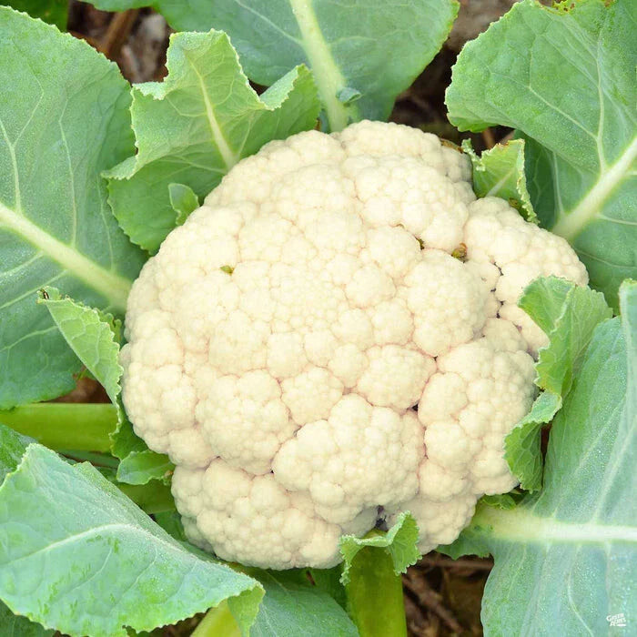 Early Snowball Cauliflower Plants Set of 4, 4+ Inch Live Starter Plants, Heirloom Variety, Brassica oleracea