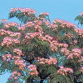 Pink Mimosa Tree Seeds, 30+ Count, Silk Tree, Albizia Julibrissin, Perennial Gardening Seeds