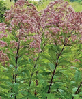 Eutrochium Joe-Pye Weed Seeds - 25 Pack, Native Wildflower, Attracts Pollinators, Hardy Perennial