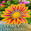 Gazania Seeds - 75+ Radiant Flame Fragrant Flower Seeds - Non-GMO (Gazania rigens)