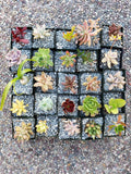 Set of 10 Succulents 2" Assorted Varieties Perfect for Wedding Decor and Floral Design