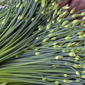 Chinese Garlic Chives Seeds - Dah Yeh Broad Leaf Jiuchai - Allium tuberosum - Ideal for 2025 Planting