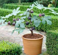 Fignomenal Dwarf Fig Tree Starter Plant - Self-Fertile, 28" Tall, Medium Brown Figs - Ficus carica 'Fignomenal'