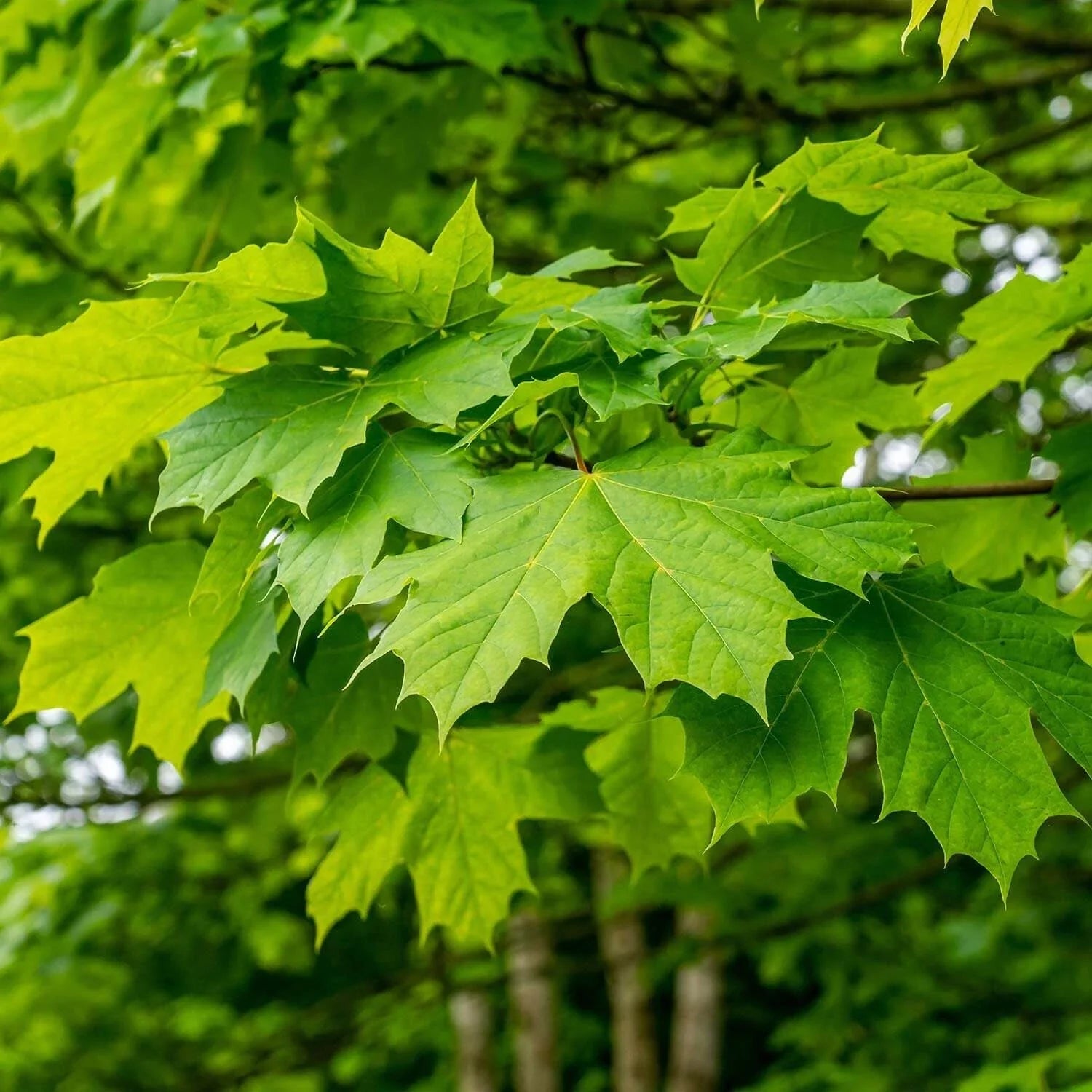 Green Maple Tree Seeds, 10 Seeds, Organic Acer, Bonsai Specimen, Hardwood, Syrup Production