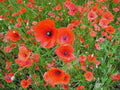 Shirley Poppy Seeds 1000 Count, Bright Red Flower, Long Lasting Blooms, Papaver rhoeas